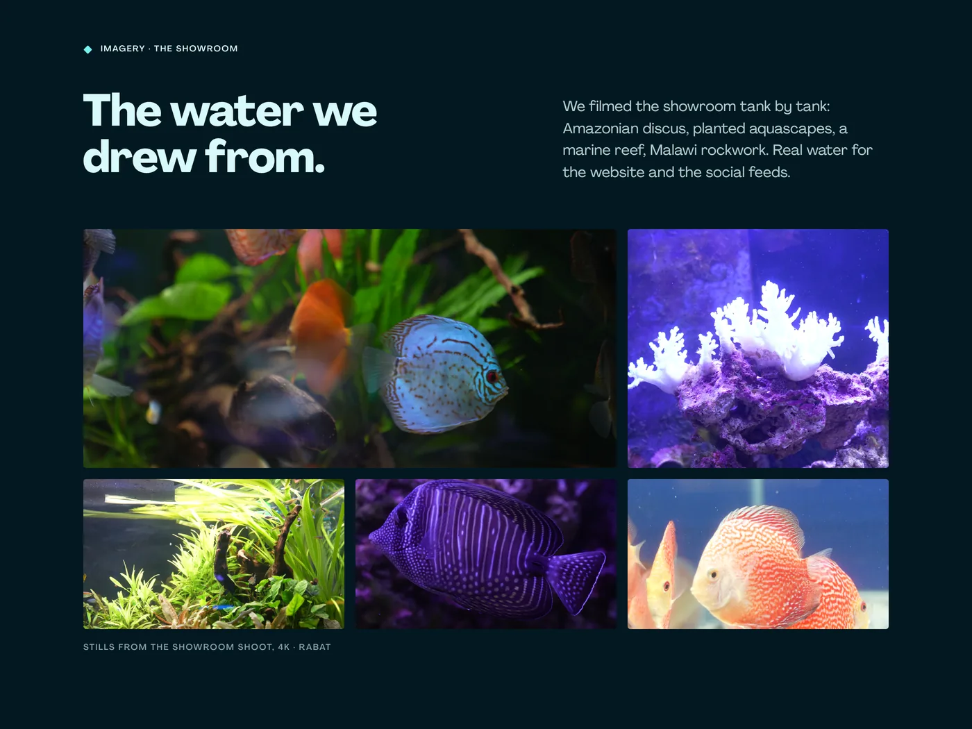 Images du tournage au showroom : discus, bacs plantés, récif