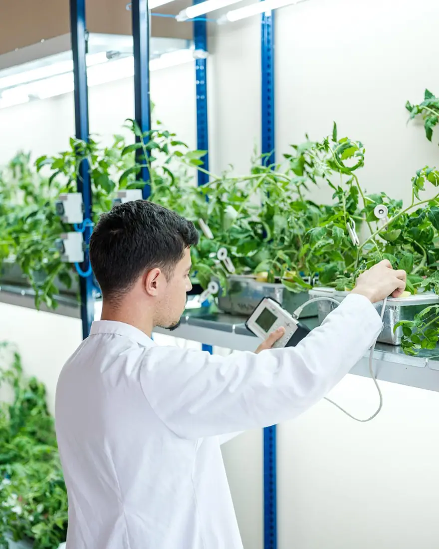 Young researcher tending plants in a hydroponic greenhouse
